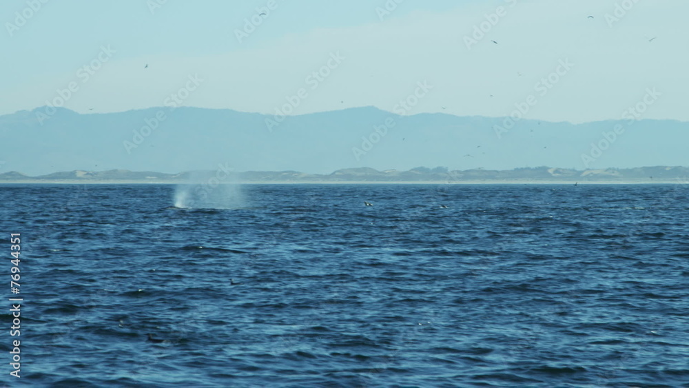 Humpback Whales ocean mammal swimming coastline, Pacific, USA Humpback Whales ocean mammal swimming coastline, Pacific, USA