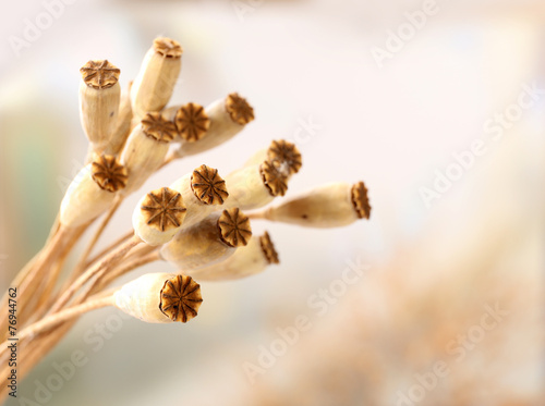 Fototapeta Naklejka Na Ścianę i Meble -  Dried wildflowers on light background
