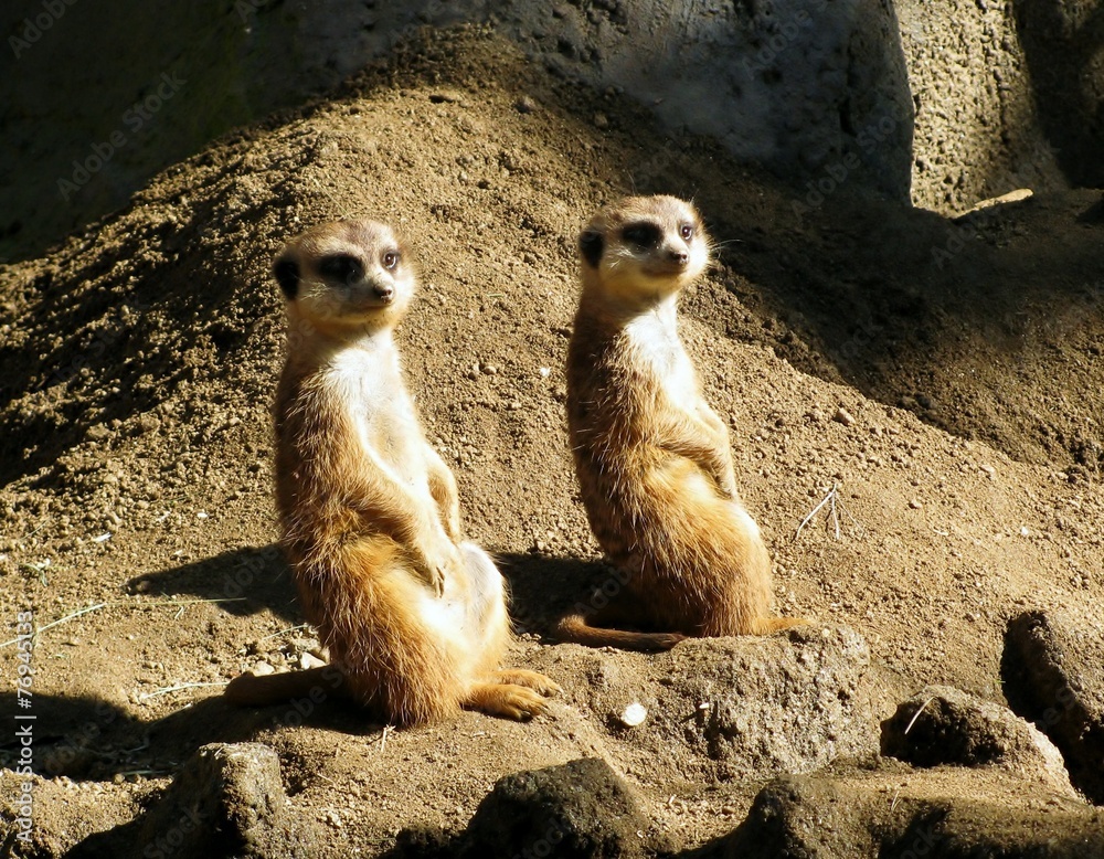 Fototapeta premium Tow cute Meercats