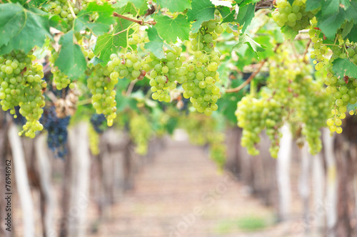 Vineyards, Argentina photo