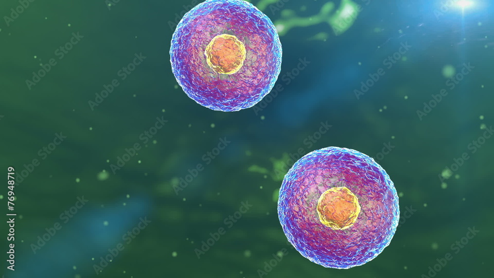 cell division, cell structure