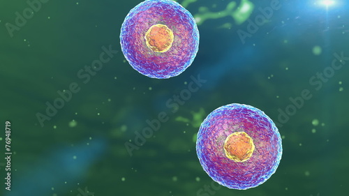 cell division, cell structure