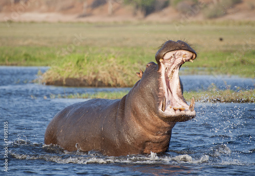 Obraz na plátne Africa  Botswana angry hippopotamus