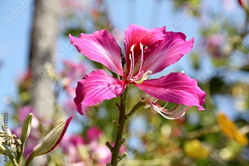 Beautiful pink flowers photo
