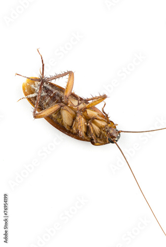 Dead cockroach isolated on a white background. © kwanchaichaiudom