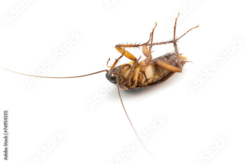 Dead cockroach isolated on a white background. © kwanchaichaiudom