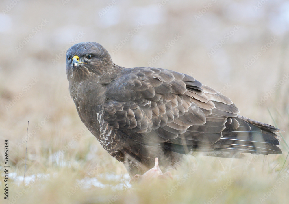 Obraz premium Common buzzard Buteo buteo