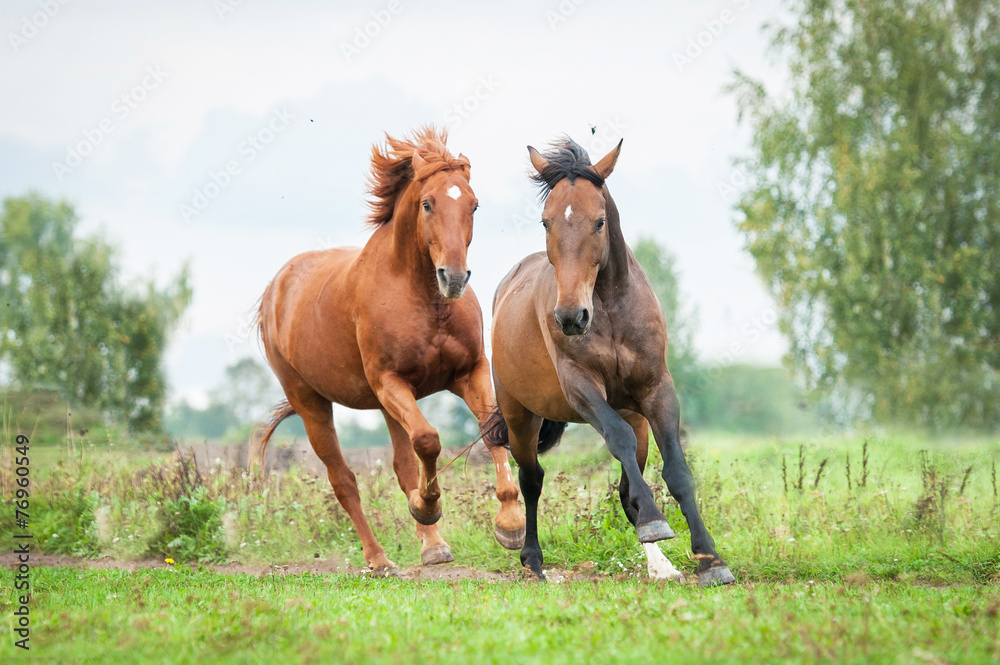 Two horses running on the pasture in summer