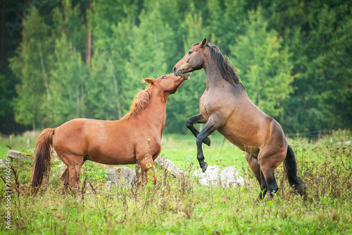 Two young horses playing  on the pasture © Rita Kochmarjova