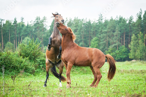 Two young horses playing on the pasture