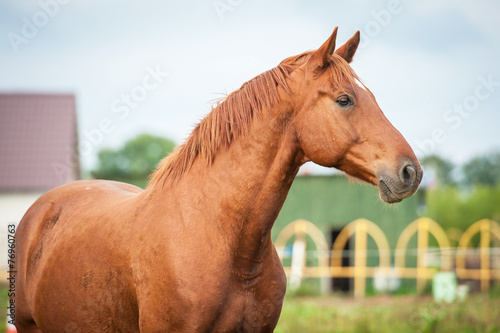 Portrait of beautiful red stallion in paddock © Rita Kochmarjova