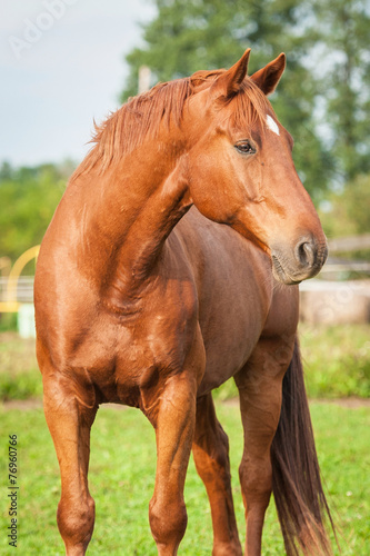 Beautiful red stallion standing on the pasture © Rita Kochmarjova