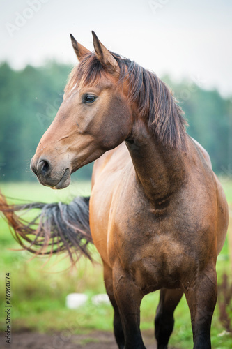 Portrait of bay horse in summer © Rita Kochmarjova