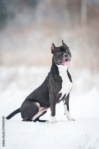 American staffordshire terrier in winter