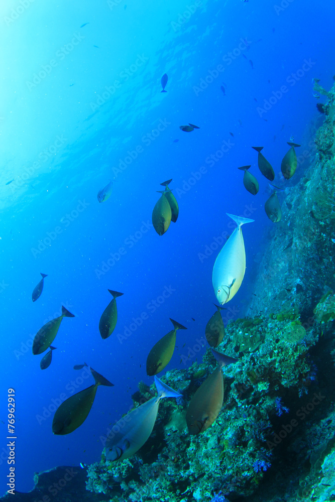 Fototapeta premium School fish underwater Unicornfish