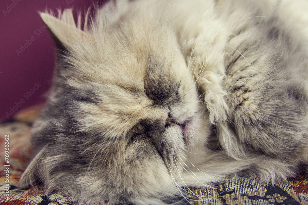 purebred fluffy gray cat sleeping in a museum cats