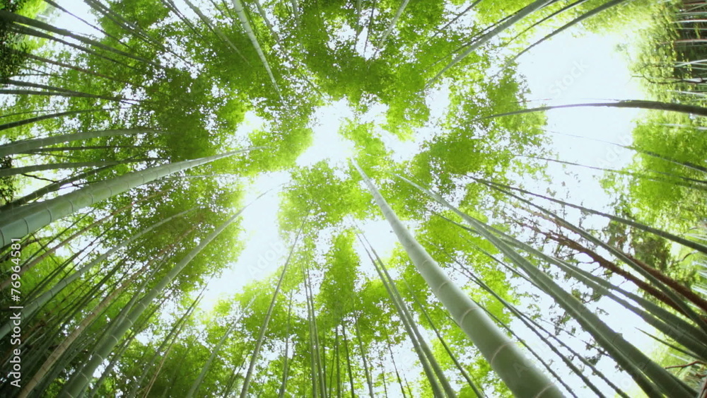 Bamboo rainforest environment sunlight harvest tree Arashiyama Kyoto Bamboo rainforest environment sunlight harvest tree Arashiyama Kyoto