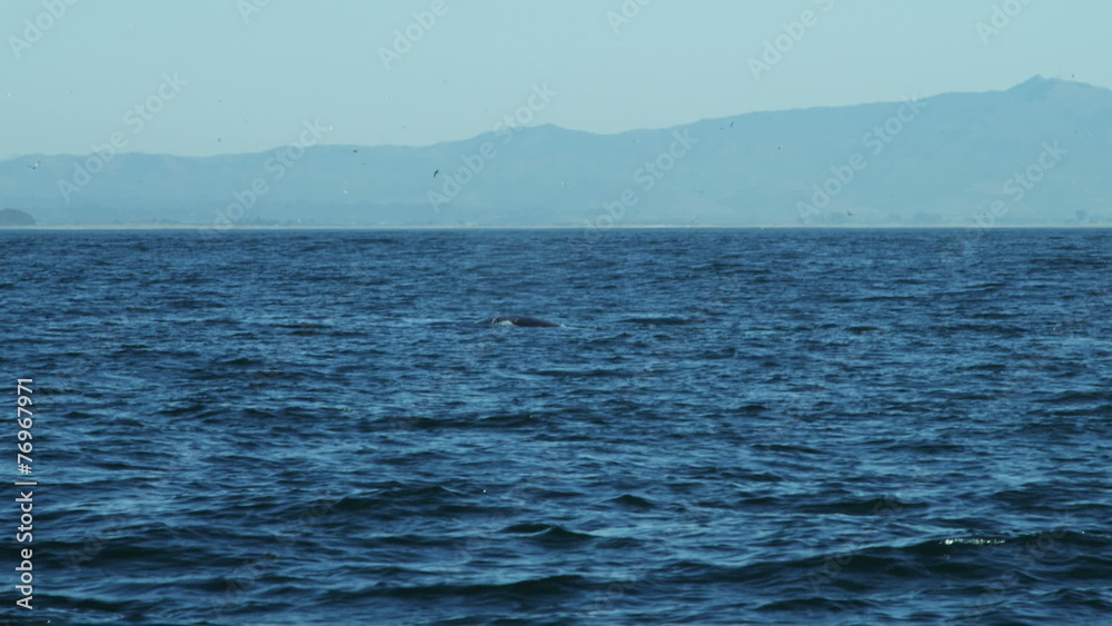 Ocean mammal Humpback Whale swimming blowhole, Pacific, USA Ocean mammal Humpback Whale swimming blowhole, Pacific, USA