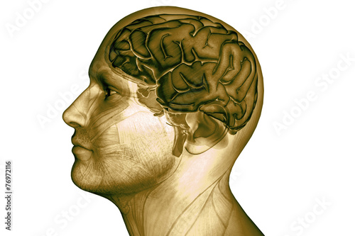 Digital illustration human brain photo