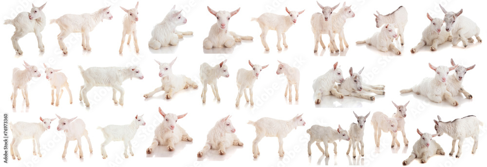 Obraz set kids of a goat, isolated