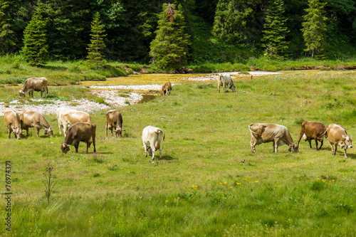 bovines grazing