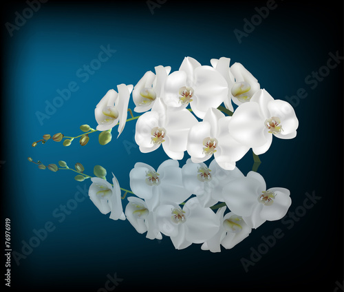 Fototapeta Naklejka Na Ścianę i Meble -  white orchid with reflection on dark blue background