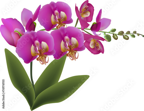 Fototapeta Naklejka Na Ścianę i Meble -  pink orchid with green leaves and buds on white