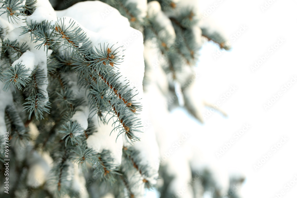 Covered with snow branch of spruce, outdoors