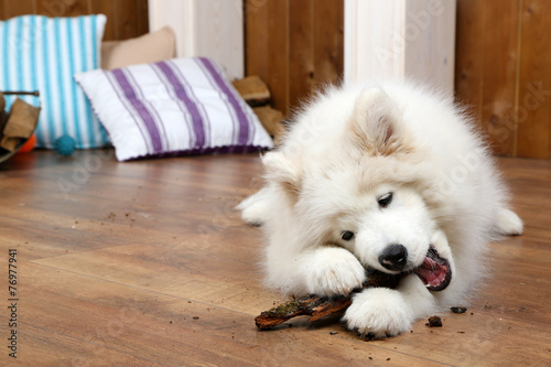 Fotografie Cute Samoyed dog chewing firewood