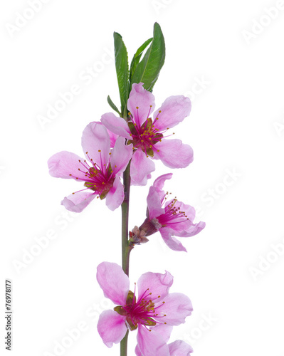 pink blossoms