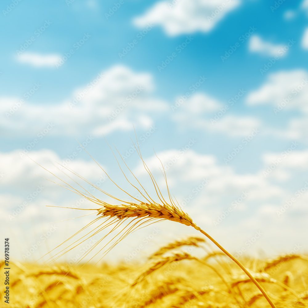 golden harvest close up on field golden harvest close up on field