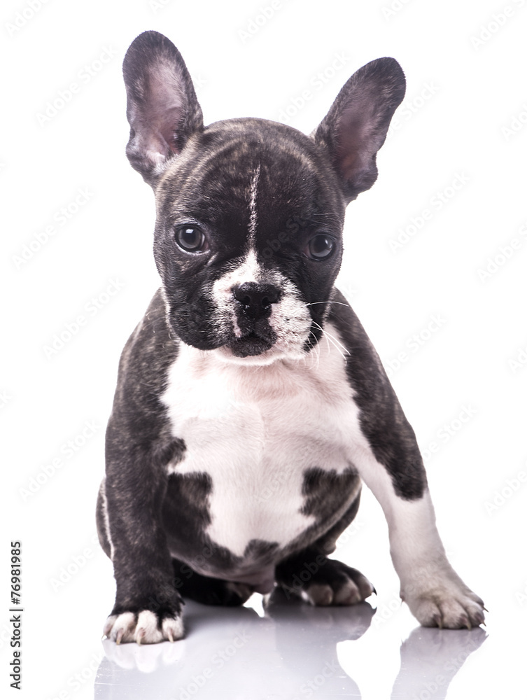 French bulldog portrait puppy