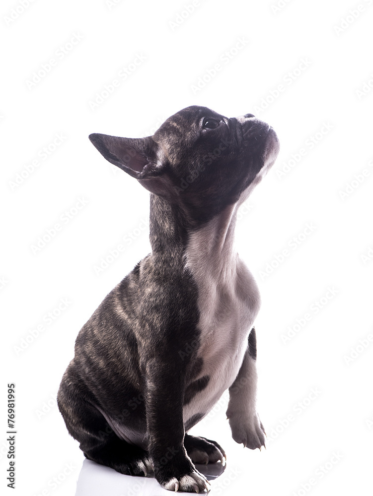 Obraz premium Puppy portrait
