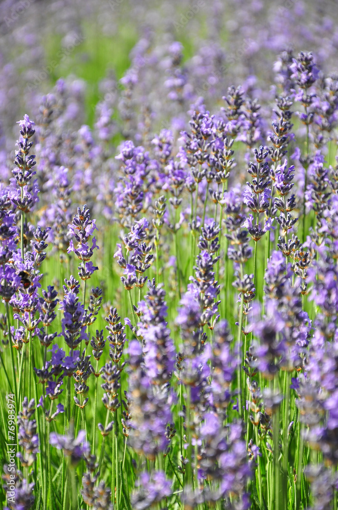 Naklejka premium Lavendel
