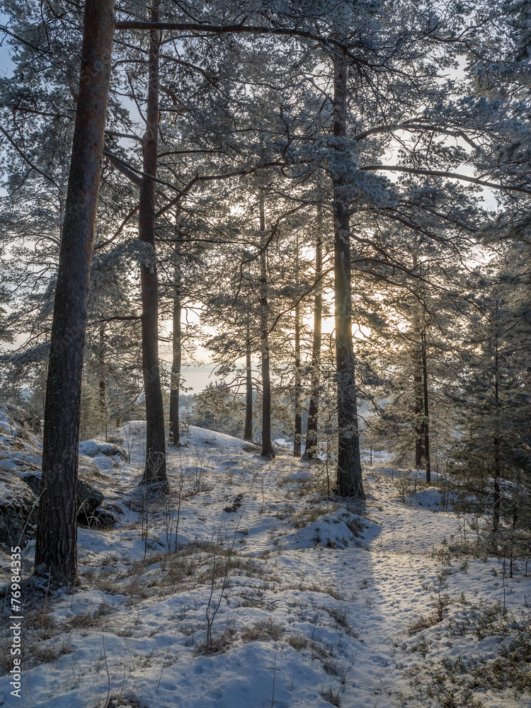Naklejka premium forest in winter