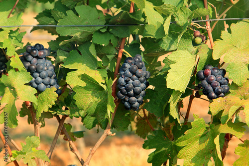 Grape bunch on the vine