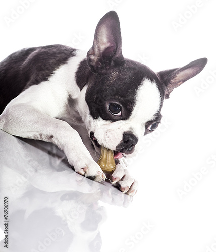 Puppy enjoying delishious bone