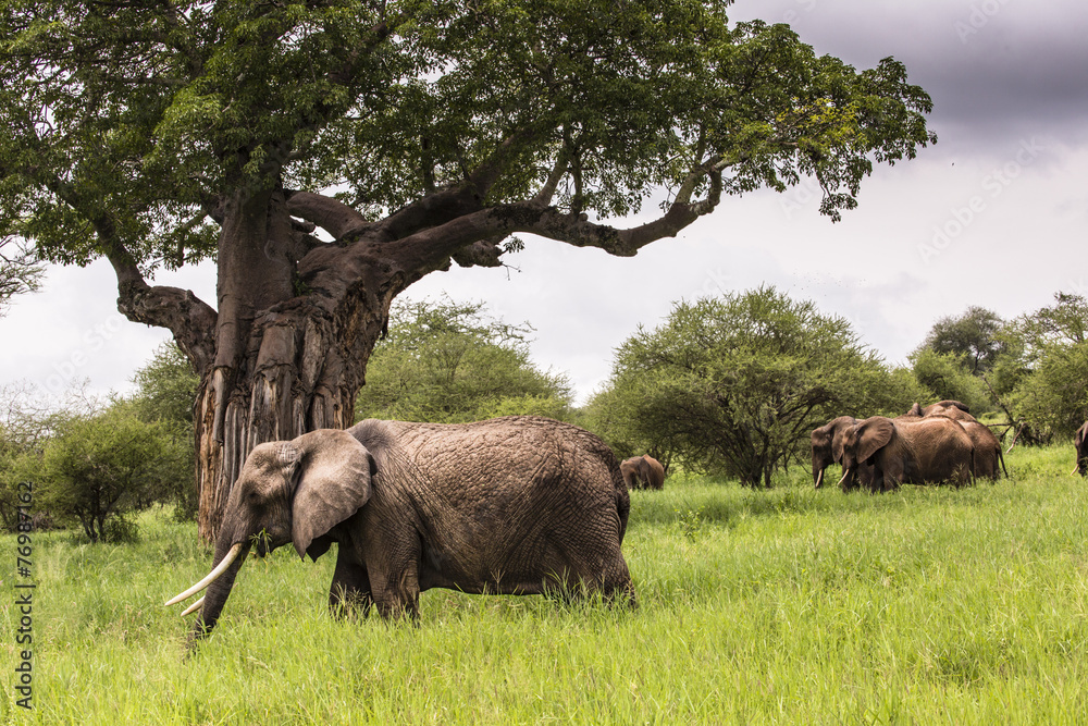 Naklejka premium African elephants walking in savannah in the Tarangire National