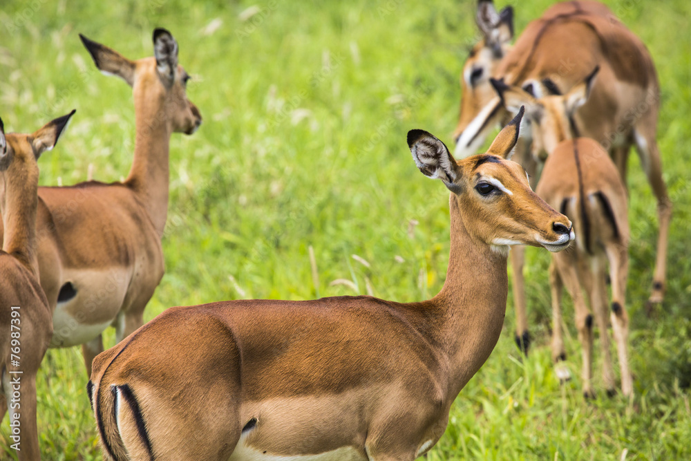 Female impala antelopes in Maasai Mara National Reserve, Kenya. Female impala antelopes in Maasai Mara National Reserve, Kenya.
