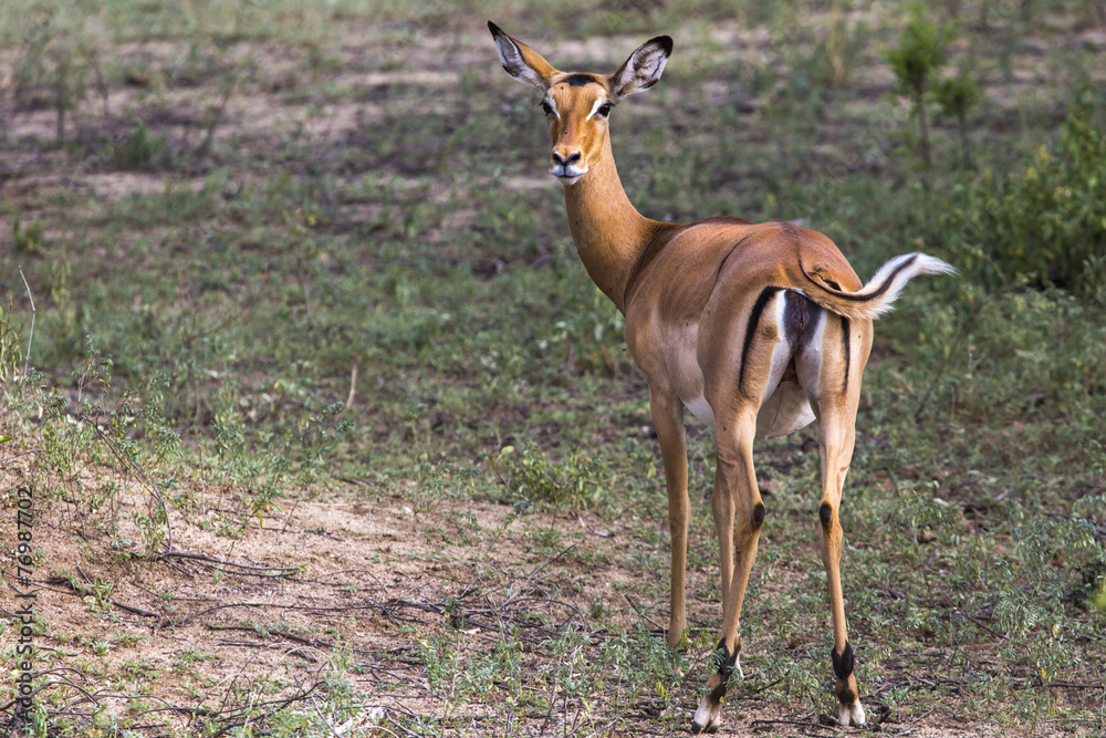 Young female impala antelope, Tarangire National Park, Tanzania Young female impala antelope, Tarangire National Park, Tanzania