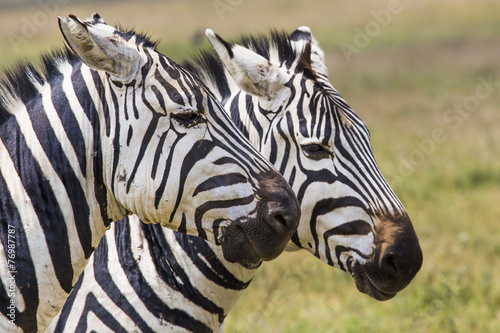 Zebra in the grass  Masai Mara  Kenya 