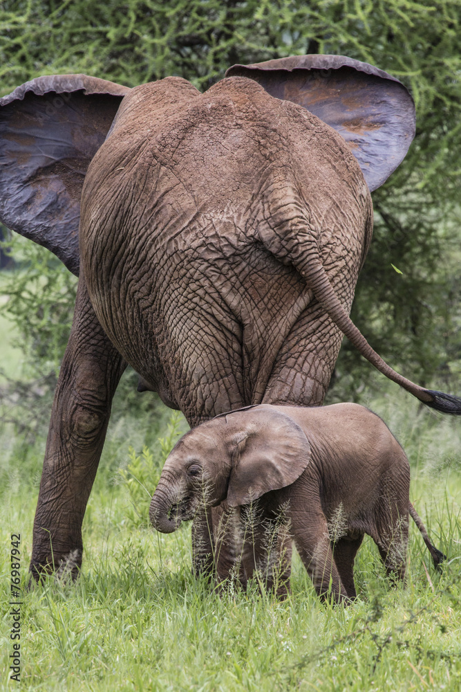 Mother and baby african elephants,Tanzania