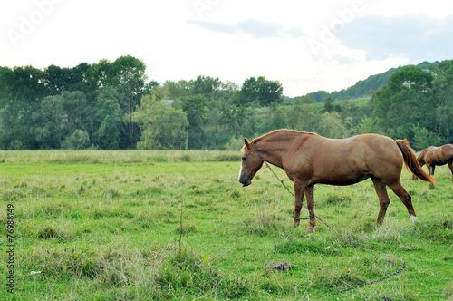 Brown horses grazing © Nadiyka