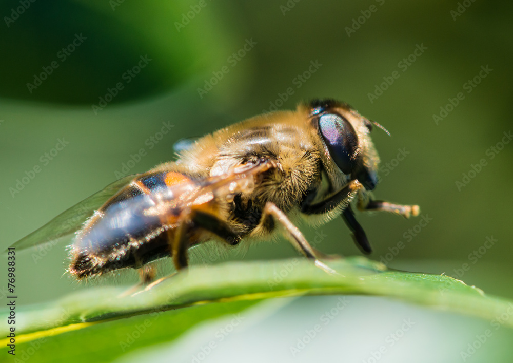 Upon A Leaf