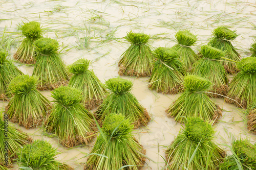 Rice seedlings for planting