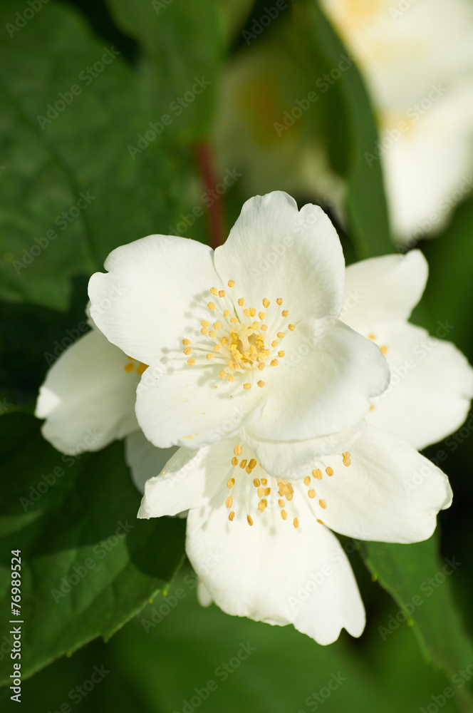 white jasmine flower on the bush