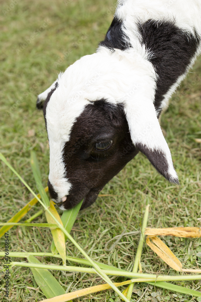 Fototapeta premium Sheep is eating on grass