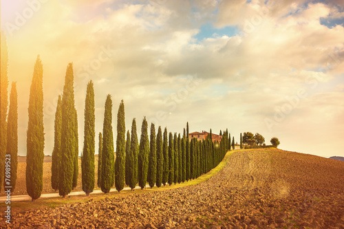 Tuscan cypress trees on the way home photo