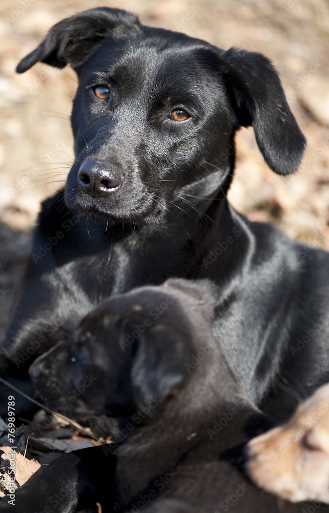 Cute puppies