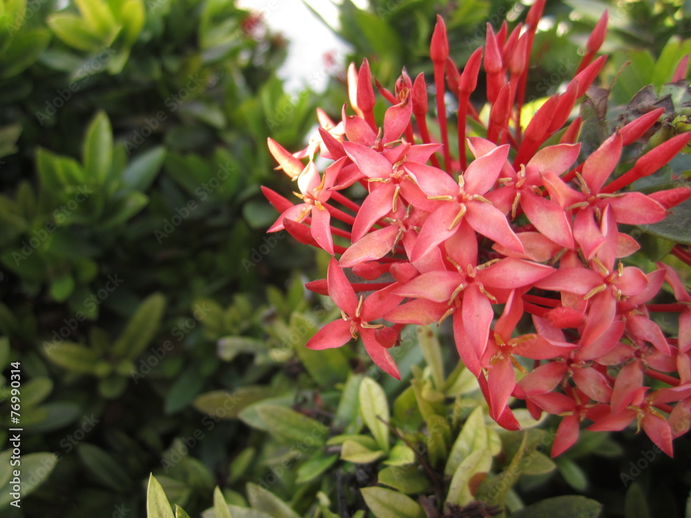 red ixora flowers on backdrop background